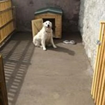 Cobblers Cottage - Dog spot