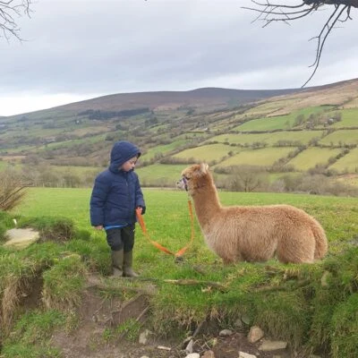 Sperrin Alpacas - Sperrin alpacas