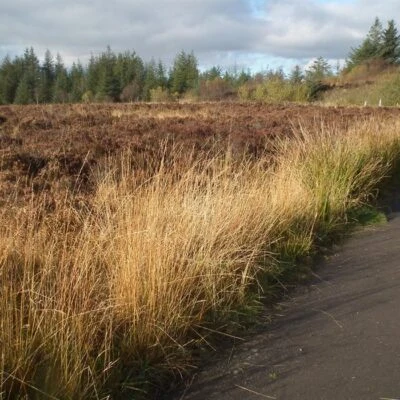 Creggan Wood Walk - Image 3