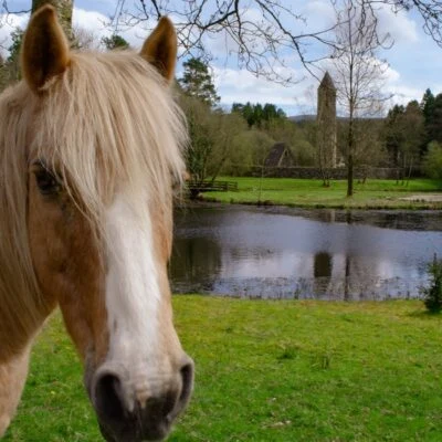 Glenpark Estate & Open Farm - Image 6