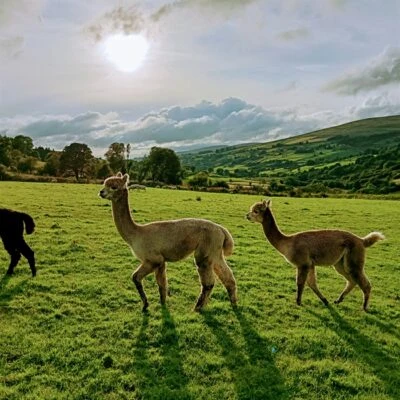 Sperrin Alpacas - Sperrin alpacas