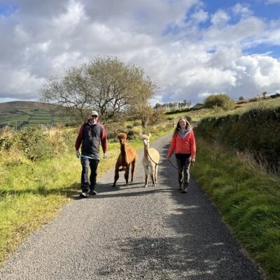 Sperrin Alpacas - Sperrin alpacas
