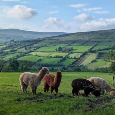 Sperrin Alpacas - Sperrin alpacas